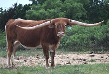 Bull calf 209 Royal Starlet