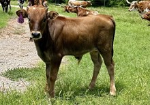 Bull calf (Cowboy Ruff x Silver Parker)