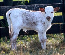 WSR Painted Ears Heifer