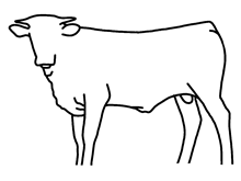 bull calf 2023 Justify x LenaPlatinum
