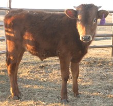 Unnamed Bull Calf 8