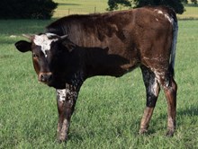 Allen 16 Heifer