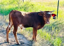 Christa's Bull Calf