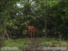 Xanadu Leah Heifer