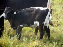 Calf 1039 Heifer