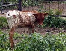 Calf 1235 heifer