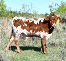 Trophy steer 2