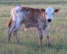 2010 WSCC54 Bull Calf