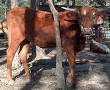 Quixotic Heifer