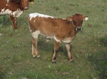 Boomerbop heifer 205 2015
