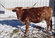 LJL TEXAS ROSIE