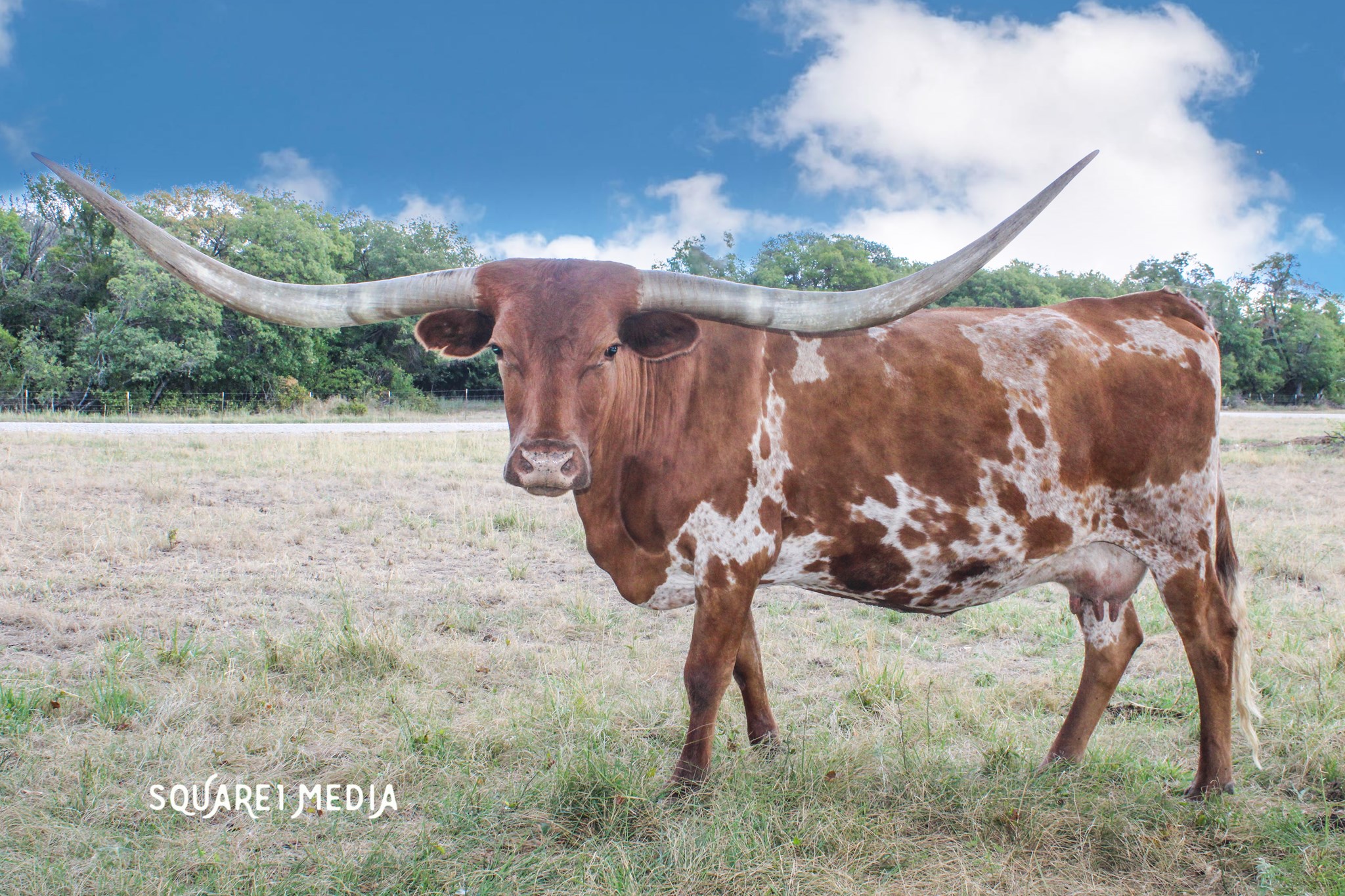 BL RED RIVER COWGIRL