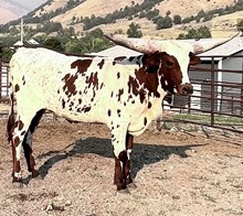 COWGIRL CASANOVA CRL