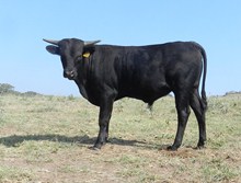 ZD #363 BULL CALF