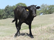 ZD #401 HEIFER CALF