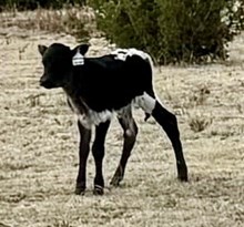 JH Rural Safari Son x Winning Caliber 2024 bull