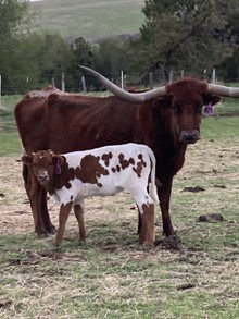 Dusty Rose 23 Heifer
