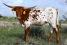 DB Laredo's Delight