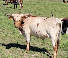 CLEAR WINNER HCR Trophy Steer Prospect