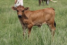 NOBLE ATTEMPT X CUT ‘N DRIED 2023 HEIFER