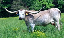 SDR SAFARI ALTHA