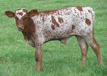 Lizzie/Mr Boomerific calf