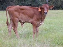 La Reina Bull calf 704