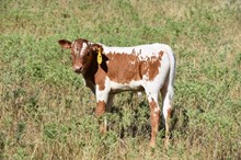 MML CREAM SODA BULL