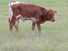 BL Rio Bomber heifer calf #710