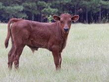Blended W Respect Bull calf #713