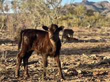 Star Touch bull calf