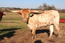 Heifer calf 2020 Fifty-Fifty x BG Dutchess of