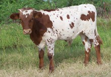 Swahili bullcalf