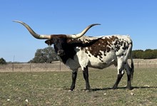 Bayou Cowgirl