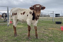 Tuff Grande x Happy Legacy bull calf 