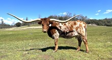 TEXA-PPEAL