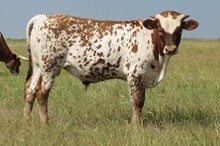 ACC OAKLEY