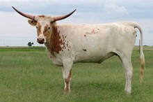 ACC PEEK A BOO