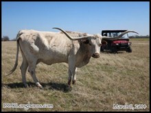 Admiral's Sonoita