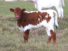 Heifer calf 2023 Swagger x Kat Nap BCB