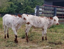 Twin heifers 