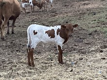 3/3 Rosepoint bull calf