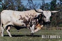 BLUE HORNS