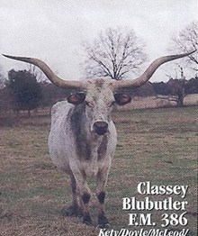 CLASSEY BLUBUTLER FM 386