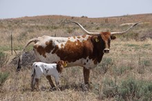 CO Butterscotch 534