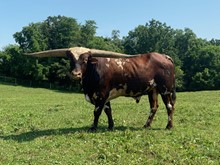 CWR REDDI EDGE