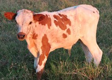 CWR RIO WHISKY X BL PATCHIT BULL CALF