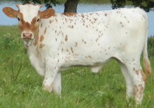 Chex Mate x FX Delia heifer