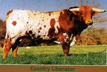 COUNTRY LIBERATOR