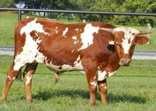 Cowboy Chex x Awesome Paloma bull calf
